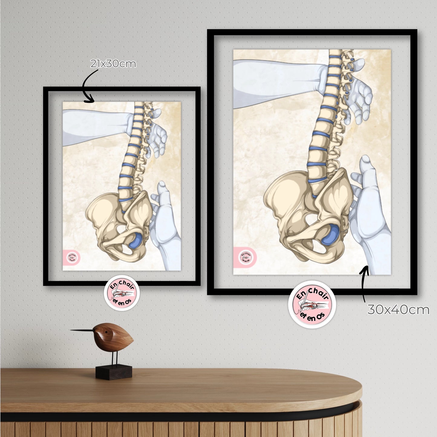 La colonne vertébrale et le bassin - la ceinture pelvienne