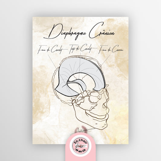 planche anatomique faux du cerveau