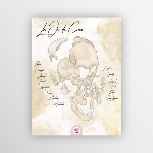 Planche anatomique squelette crâne tête