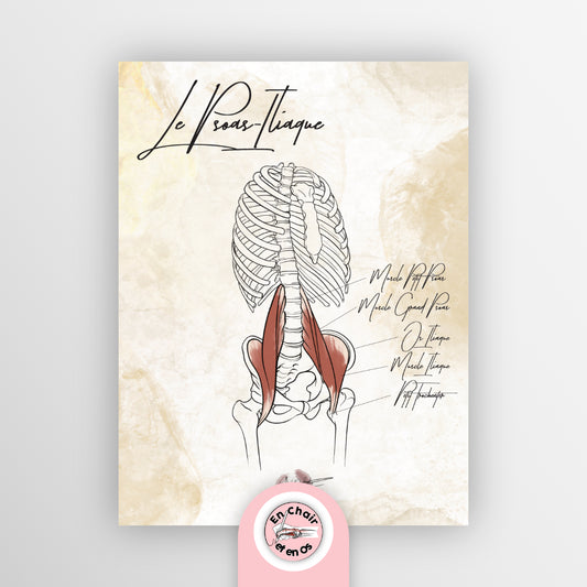 planche anatomique muscle psoas