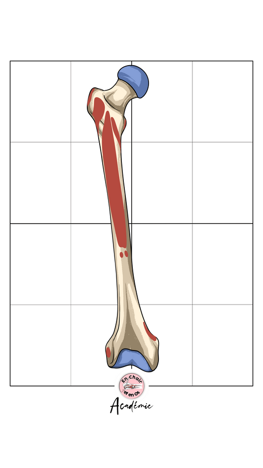 Anatomie du fémur - apprendre l'anatomie - En Chair et en Os