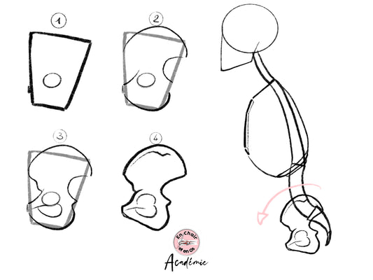 Comment apprendre son cours d'anatomie ? - En Chair et en Os -