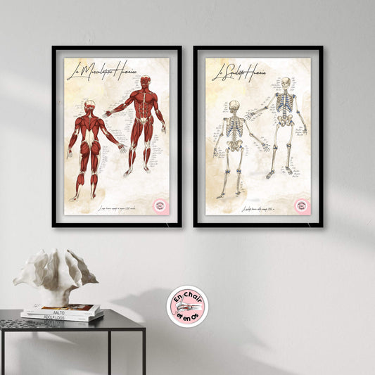 Comment un poster anatomique peut-il transformer votre espace professionnel ?