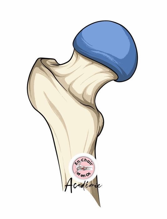 Anatomie de la tête fémorale