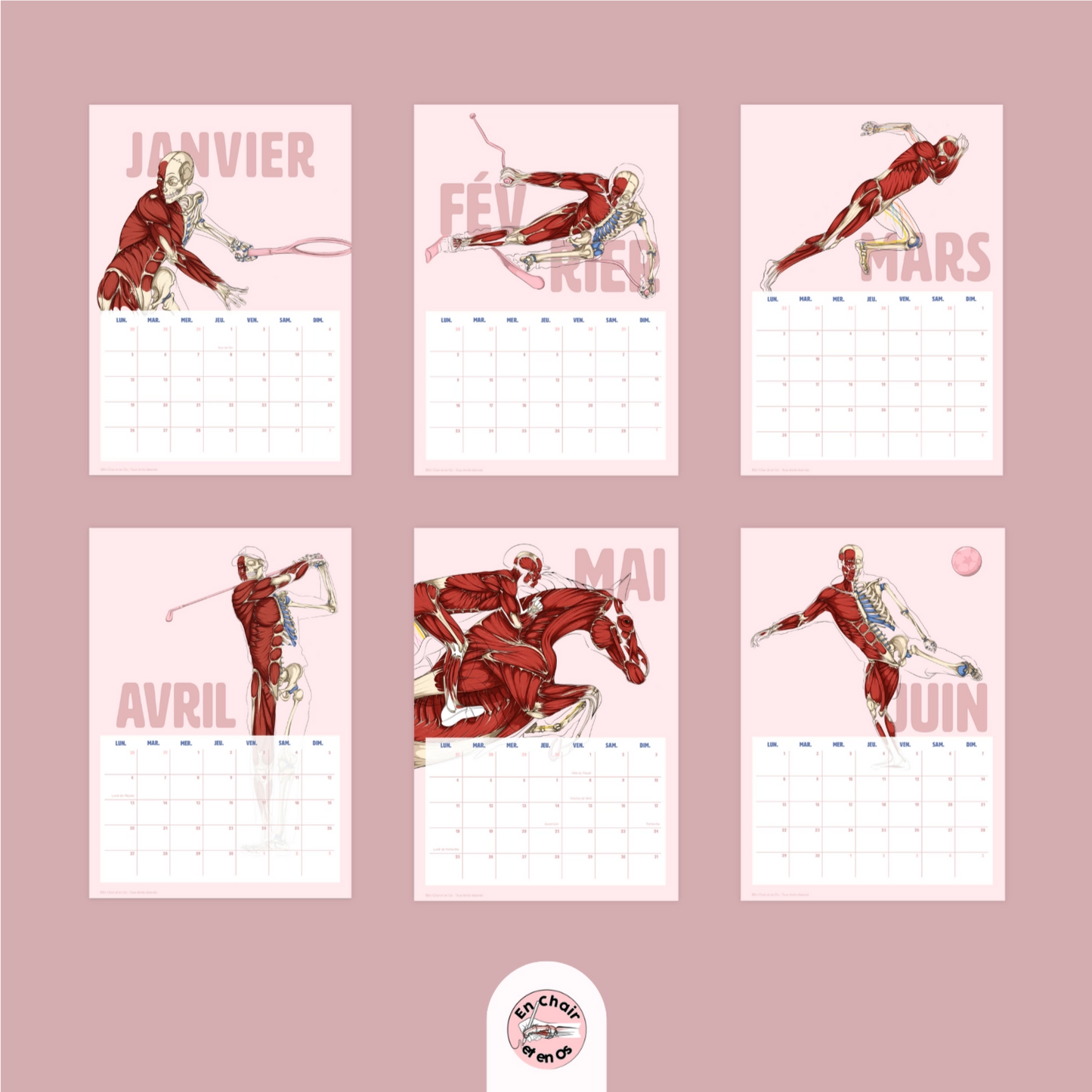 Calendrier Anatomie du sport en chair et en os