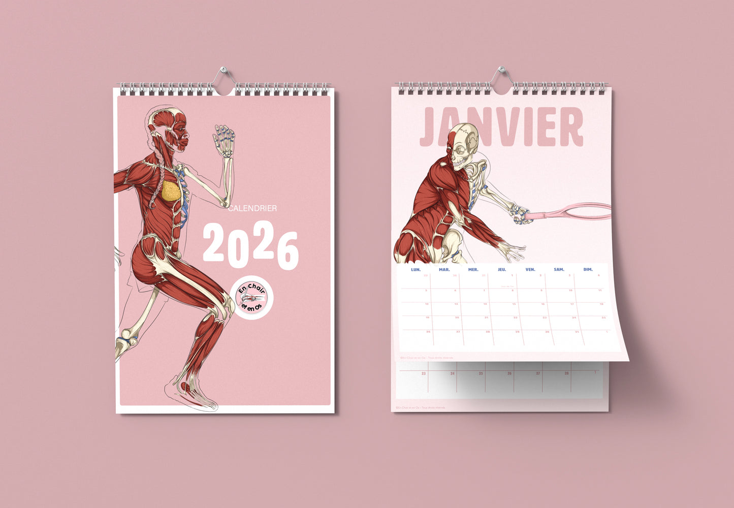 Calendrier Anatomie du sport en chair et en os