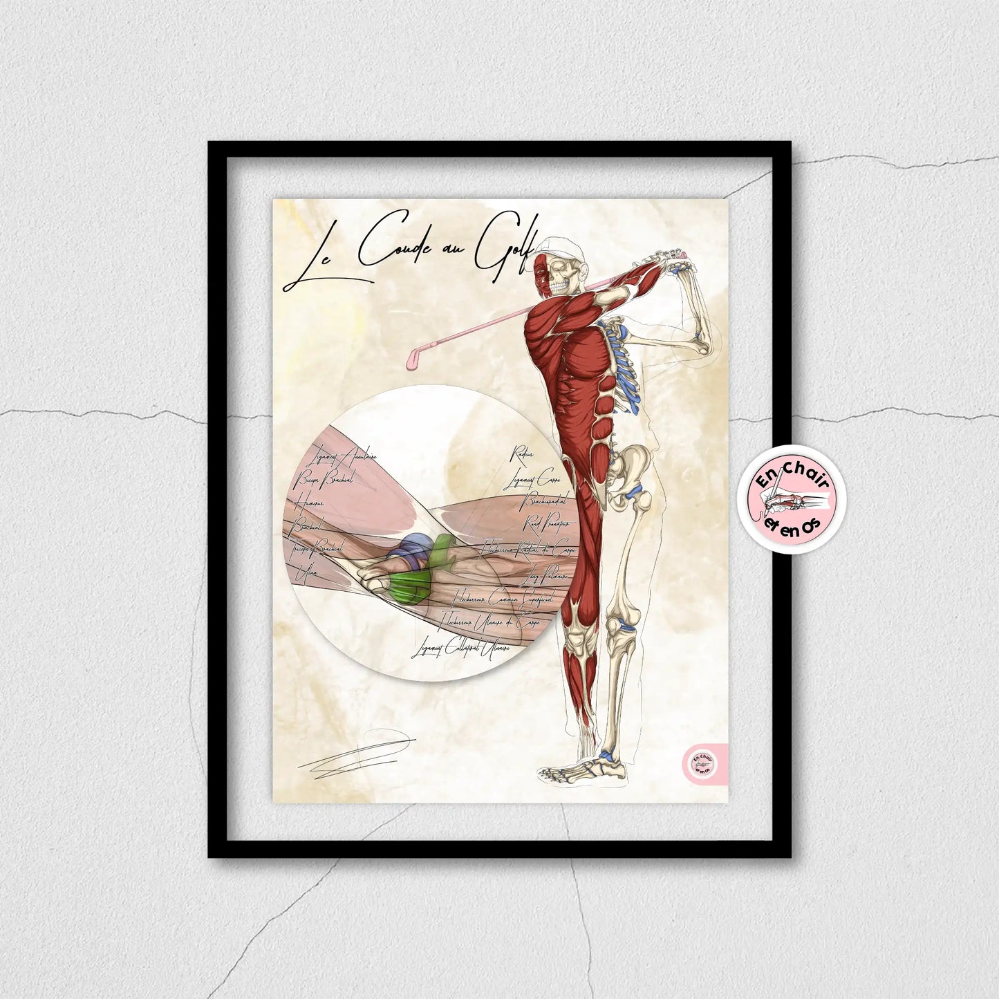 planche anatomique golf muscles fléchisseurs du coude