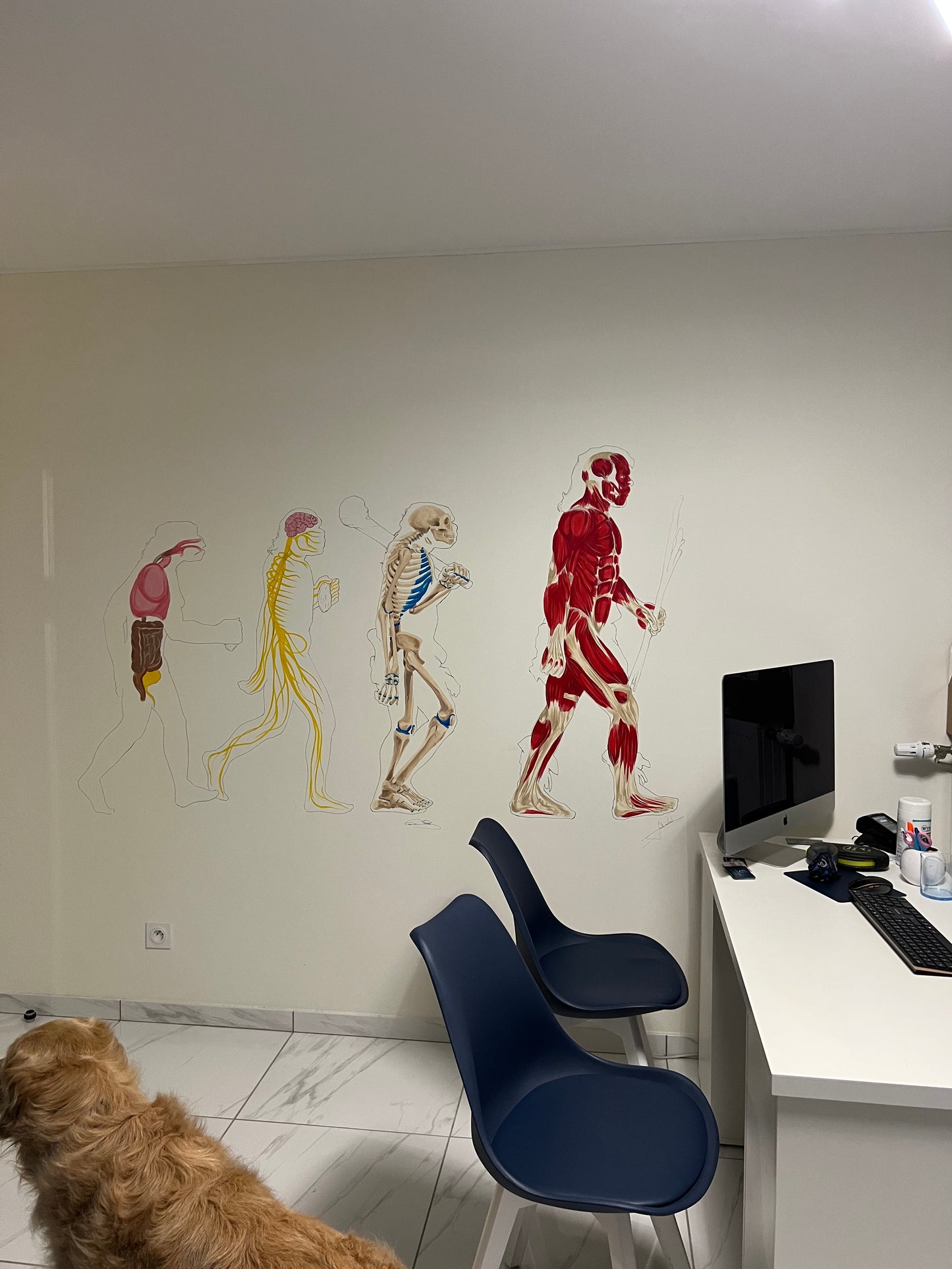 Fresque murale anatomique sur-mesure : l'évolution humaine
