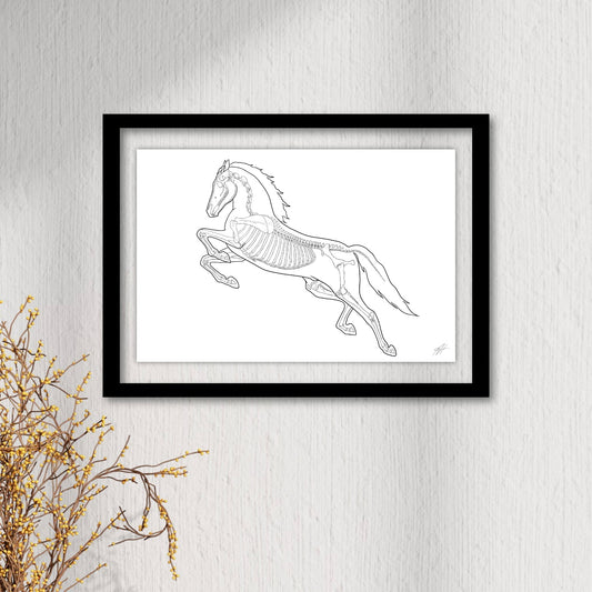 Ostéologie Équine - planche anatomique du cheval par Animal'Interest