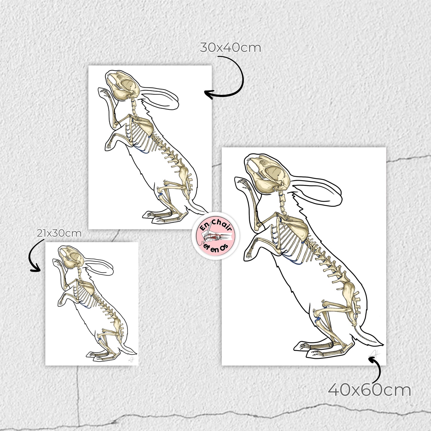 Ostéologie du Lapin - Planche anatomique du lapin - Animal'Interest