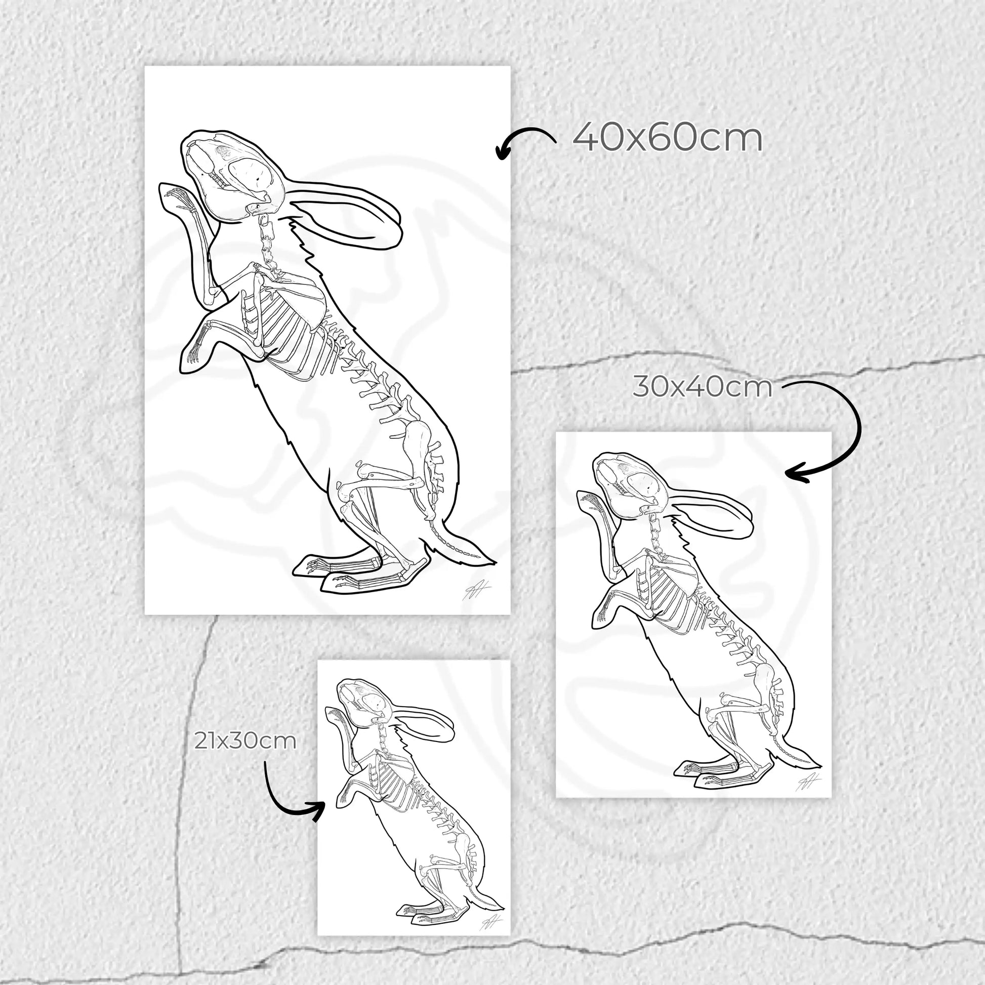 Planche anatomique du squelette du lapin