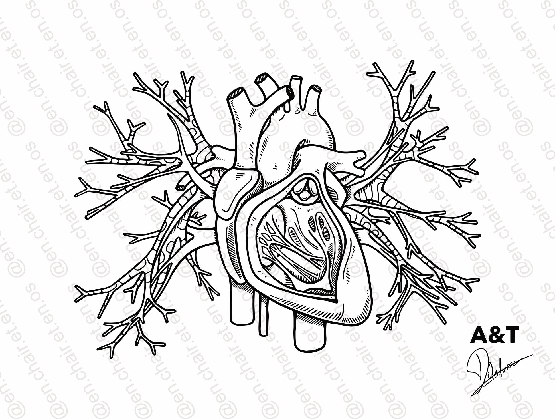 Planche anatomique du coeur En Chair et en Os