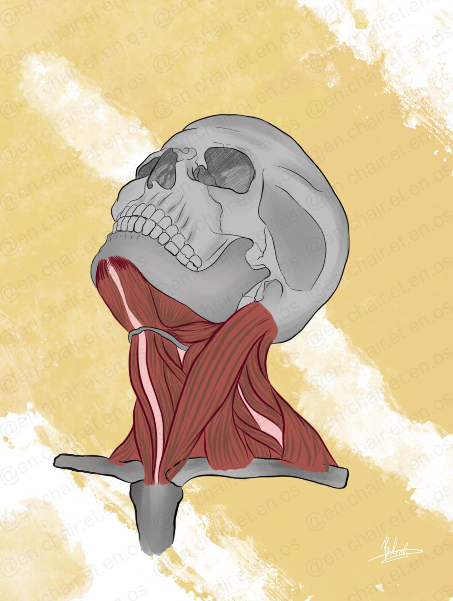 Planches anatomiques des muscles du cou En Chair et en Os