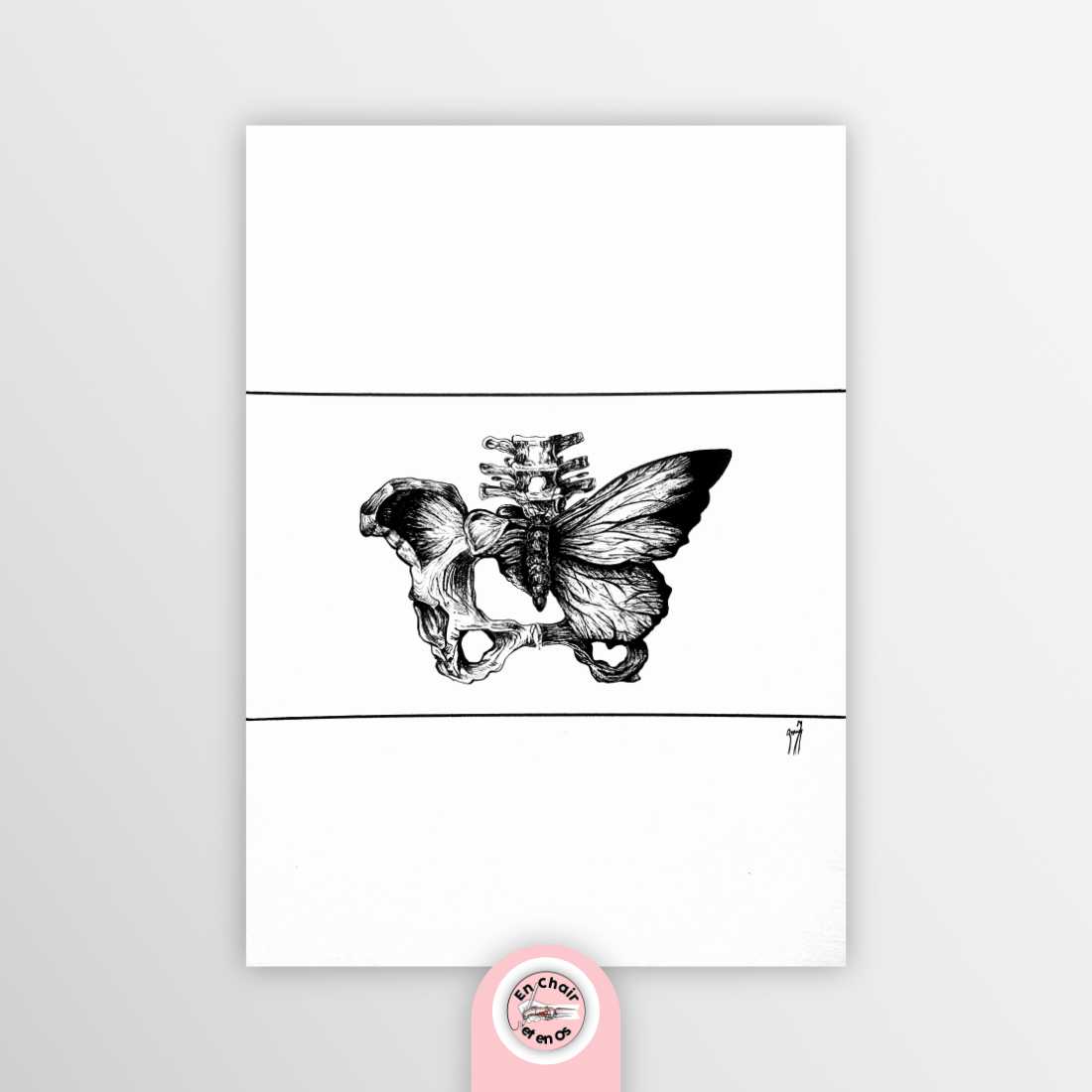 Planche anatomique du bassin papillonnant n°2 - Romy Makdissi