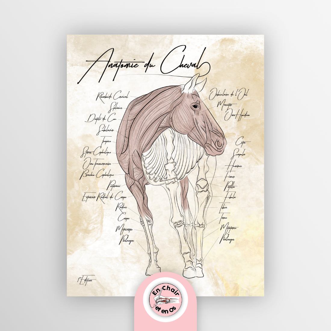 planche anatomique anatomie cheval